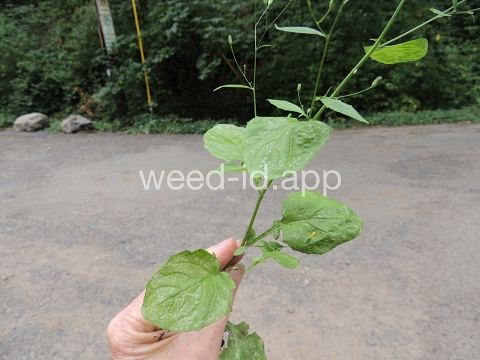 nipplewort